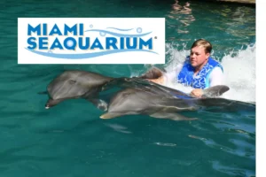 Miami Seaquarium: Florida’s Premier Aquarium for Family Fun & Marine Wonders