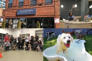 5 Reasons to Choose Tucker Pups Pet Resort | All-in-One Dog Resort