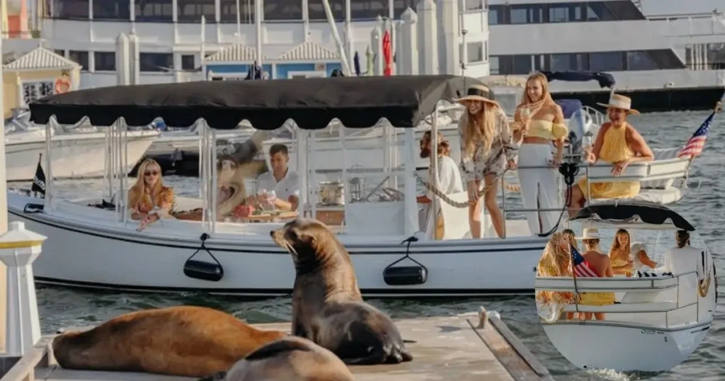 People on a small, luxury electric boat cruise with wine and snacks, with a group of sea lions on a dock in the foreground