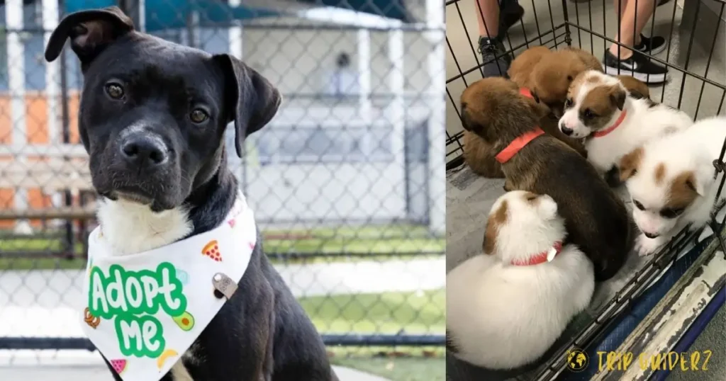 A collage showing an adorable dog wearing an 'Adopt Me' bandana and a group of rescue puppies available for adoption at a pet event in Miami