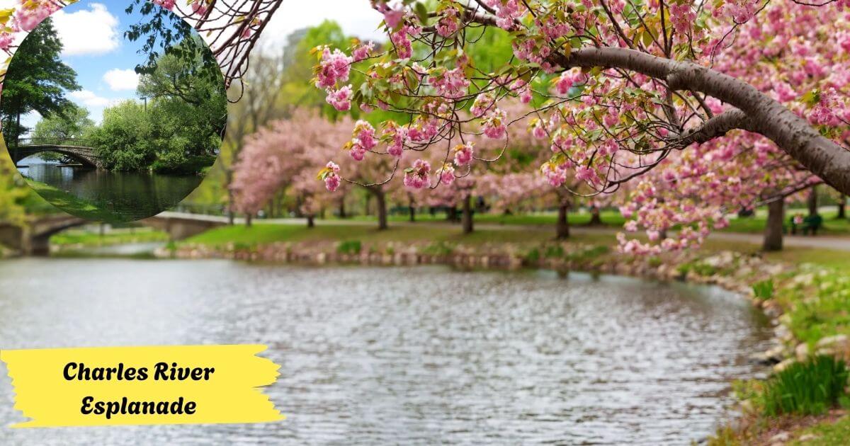 The Charles River Esplanade in spring, with a calm river, blooming pink cherry blossom trees, and a classic stone bridge in the background.