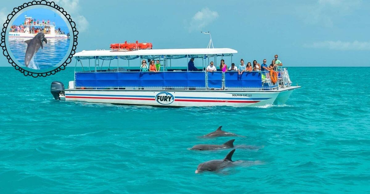 A catamaran boat on the water with people on board, and three dolphins swimming in the foreground. An inset shows a dolphin jumping out of the water.