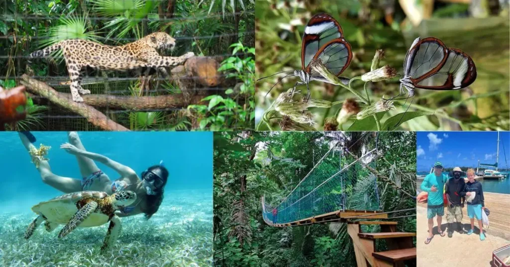 A collage of family-friendly activities in Belize, featuring a person swimming with a sea turtle, a group of kids on a zip line, and a family exploring a Mayan temple.