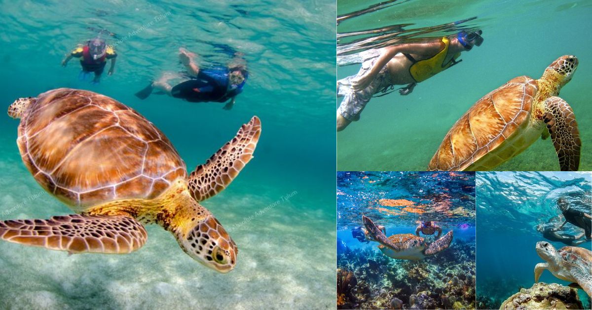 A collage of a full-day tour in Tulum, showcasing people snorkeling with a large sea turtle in the clear ocean, and another underwater shot of a turtle swimming over a coral reef.