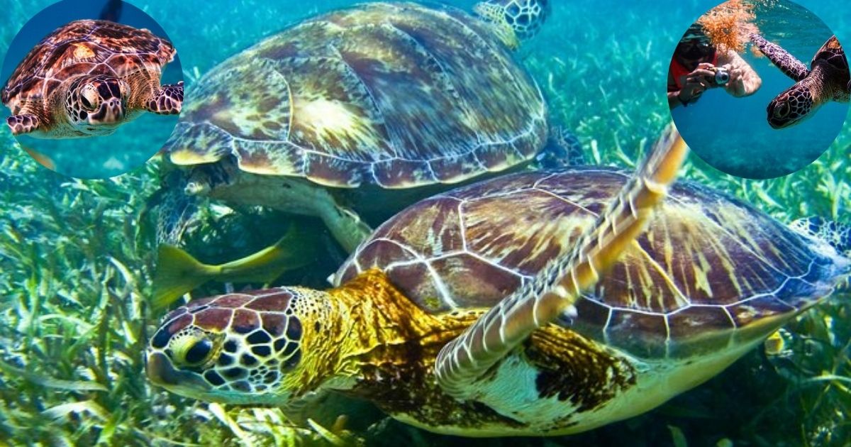 People snorkeling with a large sea turtle in the clear turquoise waters of Akumal Bay, with a collage inset of a person swimming in a refreshing cenote.