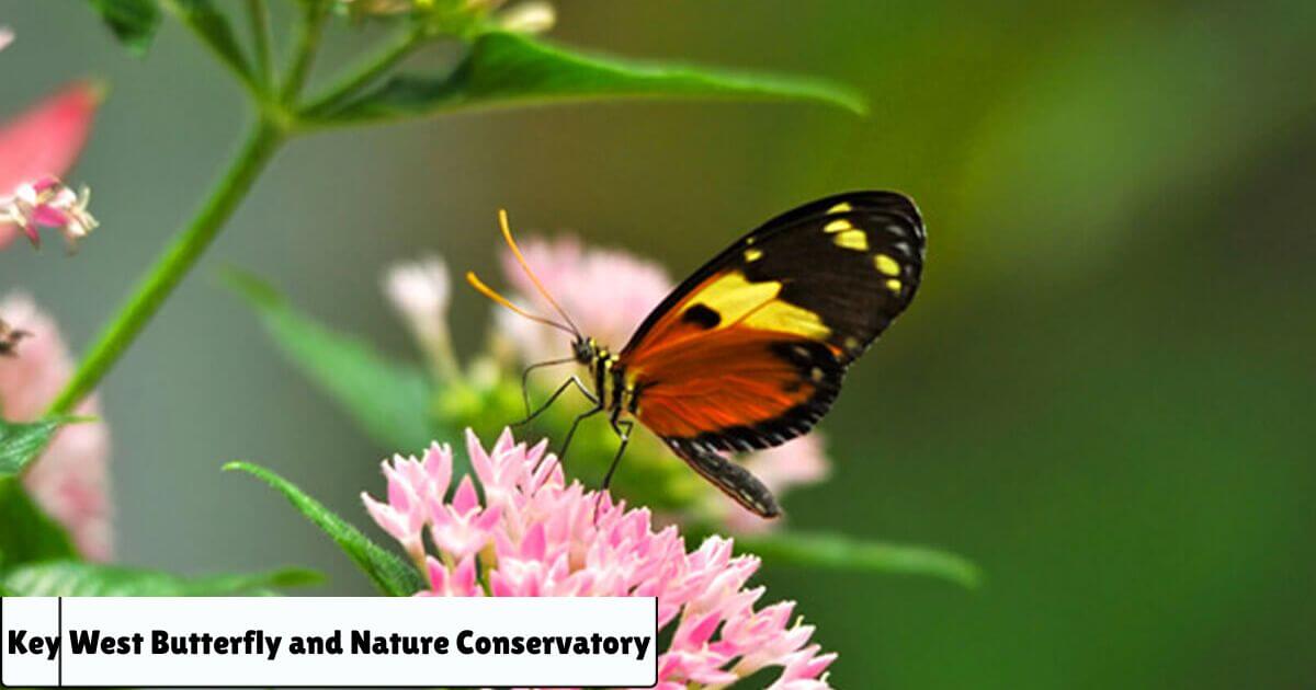 Key West Butterfly and Nature Conservatory