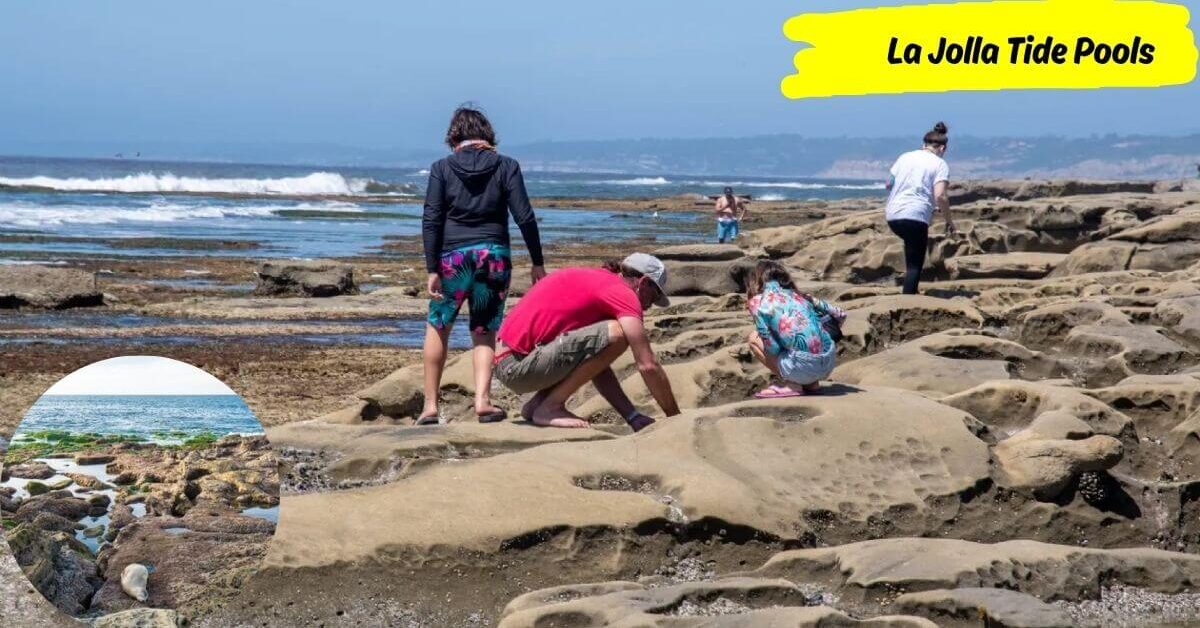 People exploring the La Jolla Tide Pools on a rocky shoreline during low tide, with an inset of a tide pool featuring crabs and other sea life