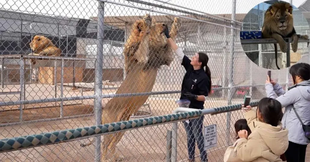 A large male lion sitting in a habitat at the Lion Habitat Ranch in Henderson, Nevada. An inset shows a family taking a photo with an animal through a glass enclosure.