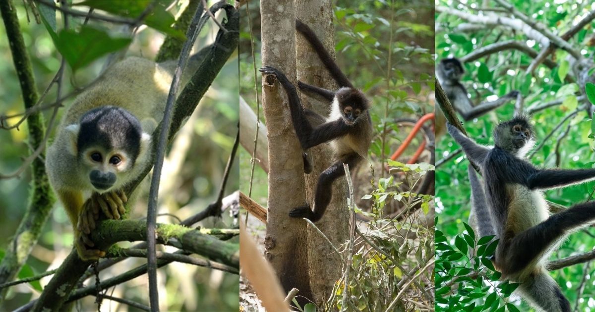A collage of the Punta Laguna Spider Monkey and Nature Reserve, featuring a close-up of a spider monkey in a tree, people canoeing on a calm lake, and a view of the beautiful natural reserve.
