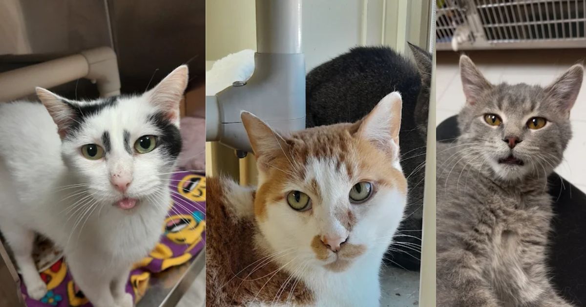 Quad City Animal Welfare 2