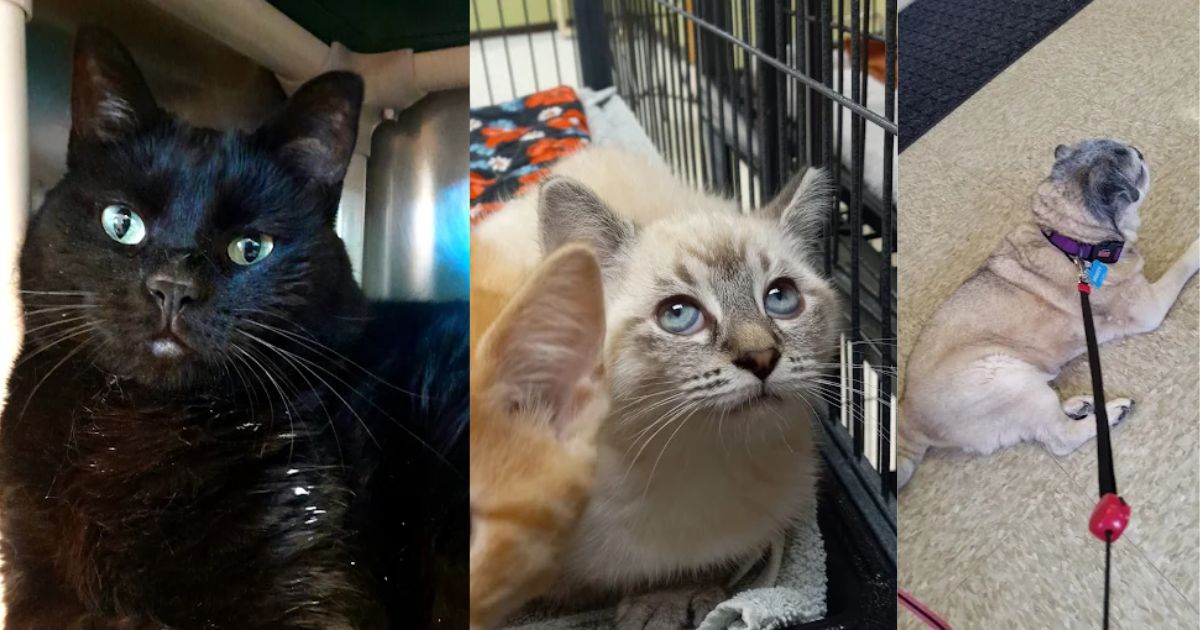 Quad City Animal Welfare Center Adoption Education Center