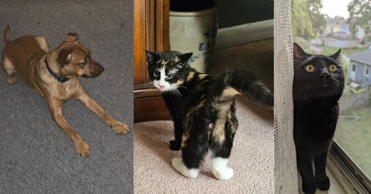 Quad City Animal Welfare