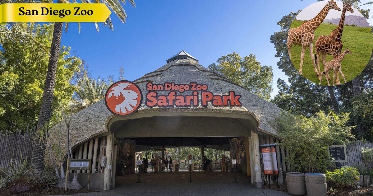 A group of visitors watching a giraffe at the world-famous San Diego Zoo, a major attraction located in Balboa Park.