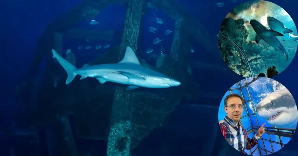 An underwater photo of a shark and a sea turtle swimming together at the Shark Reef Aquarium at Mandalay Bay. An inset shows a large fish and a school of smaller fish.