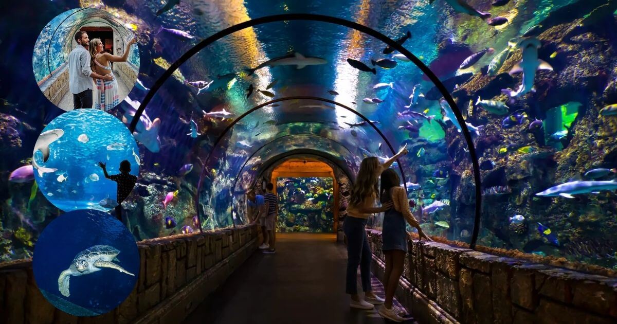 A large shark swimming in a tank at the Shark Reef Aquarium, with a turtle and other fish. An inset shows a group of children and adults watching the fish and sharks through the glass.