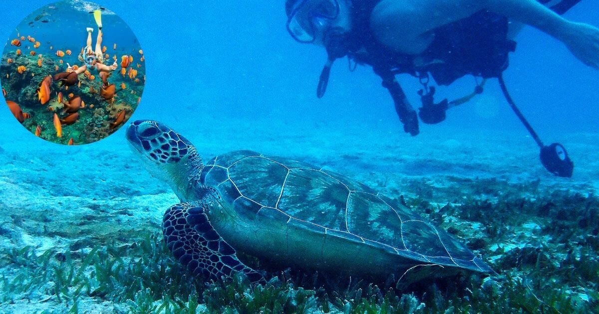 An underwater photo of a sea turtle resting on the ocean floor as a scuba diver watches, with a small inset of a person snorkeling with many colorful fish.