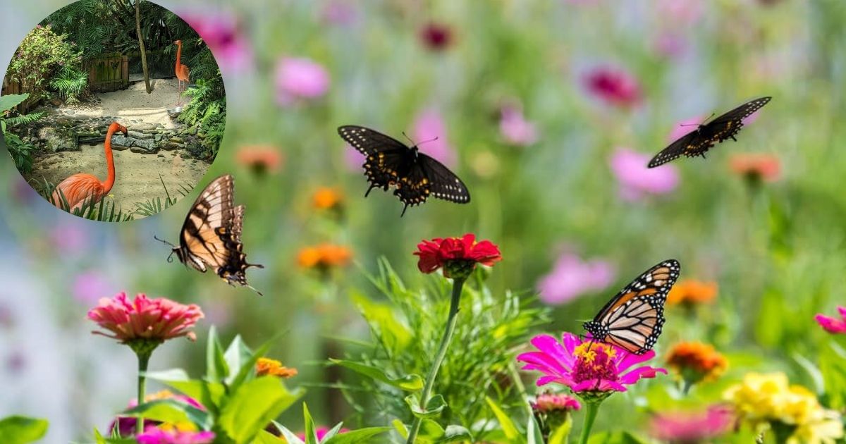 The Key West Butterfly and Nature Conservatory