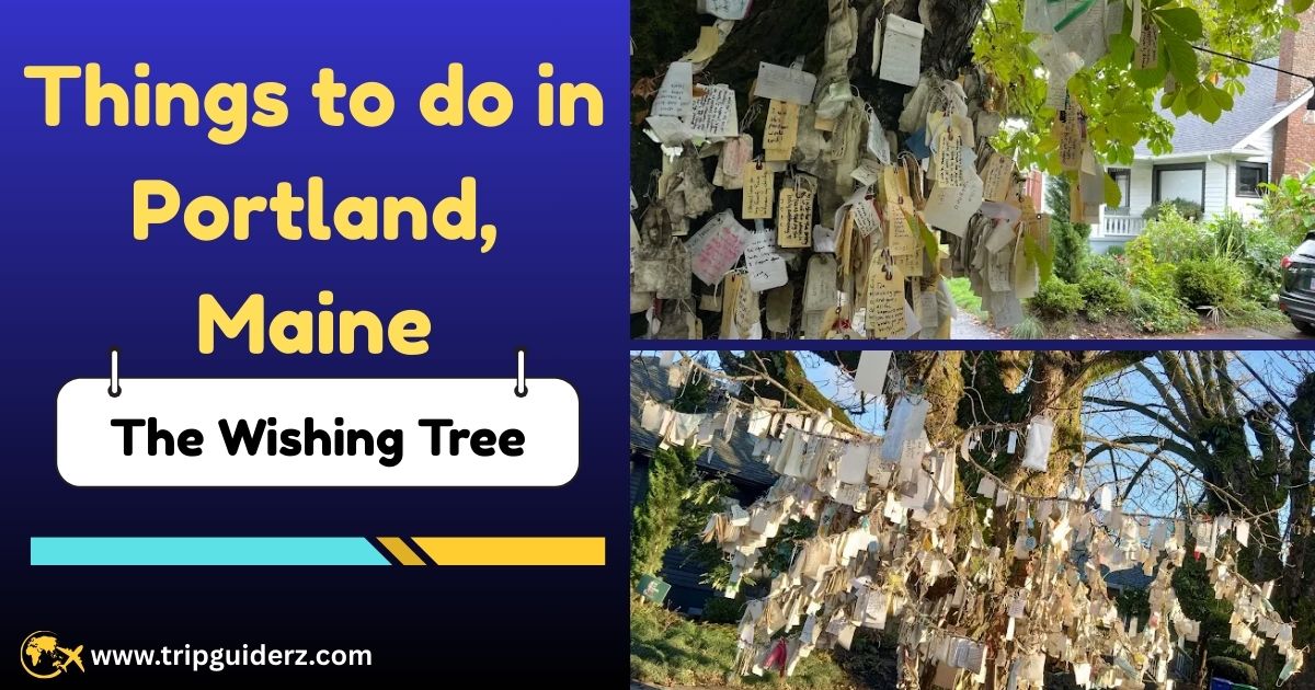 The Wishing Tree in Portland, Oregon, covered with small tags and notes from visitors sharing their wishes and hopes.