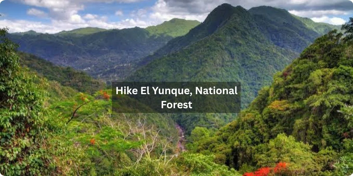Hikers navigating a lush trail in El Yunque National Forest, surrounded by vibrant greenery and tropical plants.