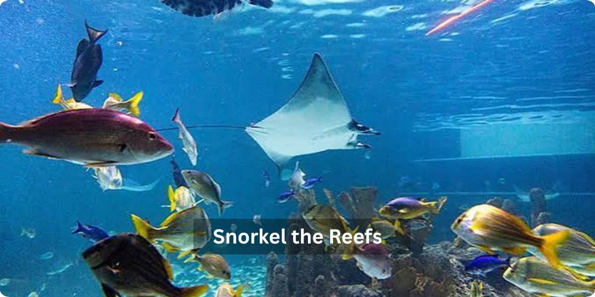 A vibrant underwater scene showcasing colorful coral reefs and diverse marine life, ideal for snorkeling enthusiasts.