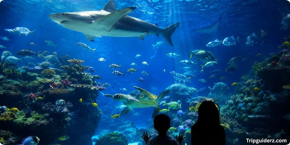 Shark tank exhibit at SEA LIFE Brighton aquarium