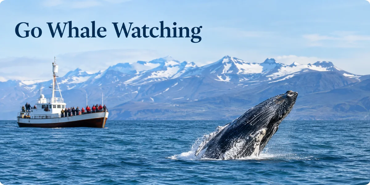 A scenic view of a boat on the water, surrounded by majestic mountains, as people watch for whales in Norway.