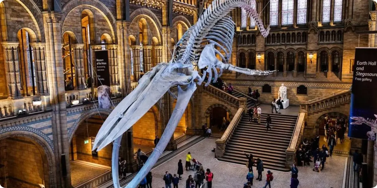 Blue whale skeleton displayed in Hintze Hall at London's Natural History Museum.