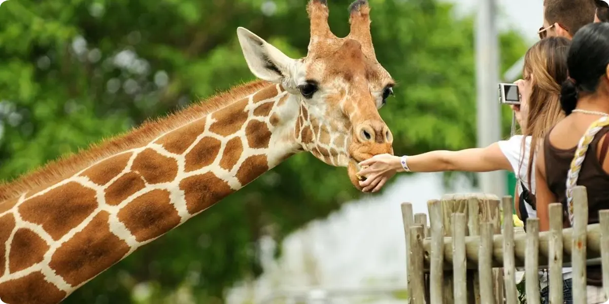 Family observing animals during a visit to ZSL London Zoo.